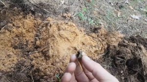 Поиск с Minelab Safari Обзор сигналов Золото, Серебро, Царская медь, Шмурдина.