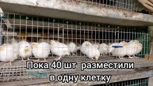 Утяжеленный техасский перепел вес в 18 дней.