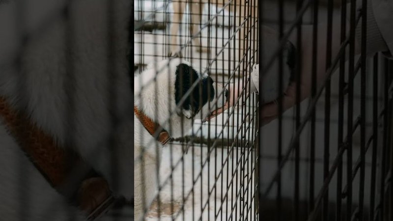 Волонтеры коррекционой школы