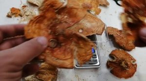 Перемолотый мухомор и цельные шляпки красного мухомора... В чем сила стабильности микродозинга