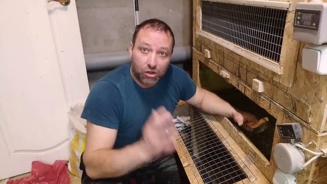 КАК ПОДГОТОВИТЬ БРУДЕРА К ПТИЦЕВОДЧЕСКОМУ СЕЗОНУ