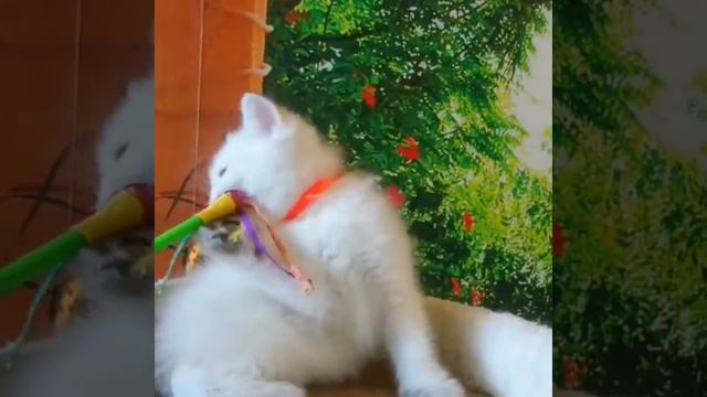 Золотая британская кошечка играет с игрушкой