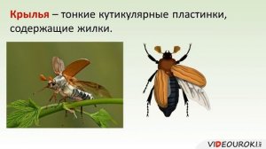 Насекомые: общая характеристика