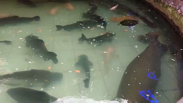 Arapaima Gigas In My Fish Pond