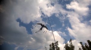 Как прогнать скворцов с плантации .