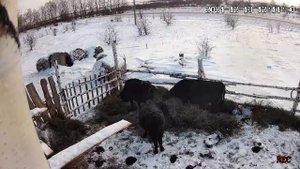 Абердин Ангусы два месяца после отела