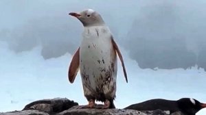 Ученые встретили редчайшего пингвина.