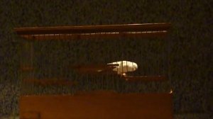 кенар Агеева Курск