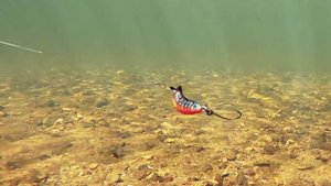 Анимация TUKA Kite : Trout на течении
