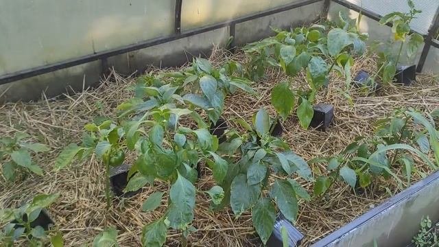 Подкормка перца и борьба со слизнями