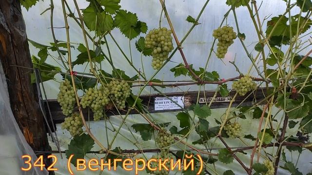 Мой виноградник на севере Беларуси на середину августа / My vineyard in the north of Belarus August