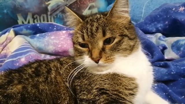 Кот Даничека высказывает свою речь про Даничека смотреть онлайн