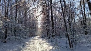 Красота Арбековского леса из-за плеча водителя снегохода.