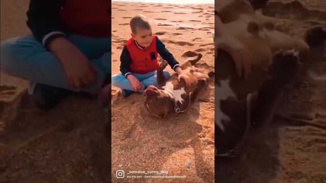 АМЕРИКАНСКИЙ БУЛЛИ [ собака - друг ] #bully #americanbully #американскийбулли #булли #bullypuppies