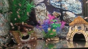 Сапфировые попугайчики (3-4 месяца)