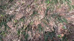 В лес за монетами с металлоискателем Garrett Ace Apex