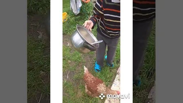 Овсянка сээээр курица!