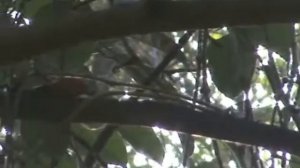 Сахалинская пеночка — Phylloscopus borealoides (Portenko, 1950)