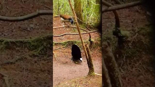 Паротия Берлепша-Самая Необычная Птичка в Мире! смотреть онлайн