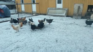 Много времени трачу на съëмки, , а на птичек уделяю мало. Отвечаю 💬 🤔 Куры🐔 гуси🪿 кошка Лапа