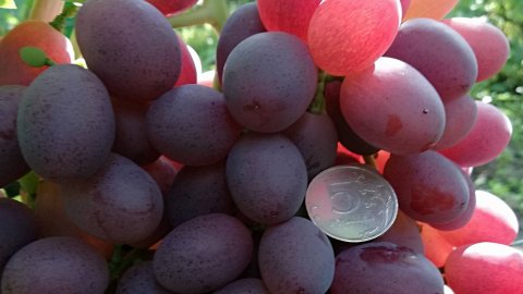 Мой виноградник 2020 Часть 1