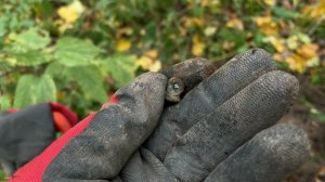 Garrett ACE Apex нашел находки