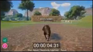 Как бегает чёрный агути