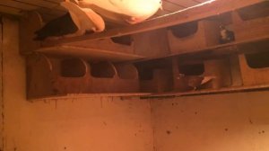 Поющие голуби у Оганеса