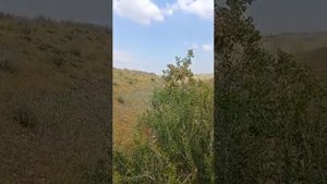 кеклик охота Амирбек мод кабк шикор Амирбек 2023 moda kaklik ovi