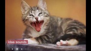 Angry cat Sound No cmCopyright | Angry Cat Sound Effect