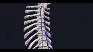 Непарная и полунепарная вены 3D Анатомия