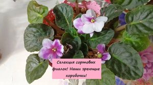 Селекция сортовых фиалок! 🌺🌸💐 Наши зреющие коробочки! ❤️
