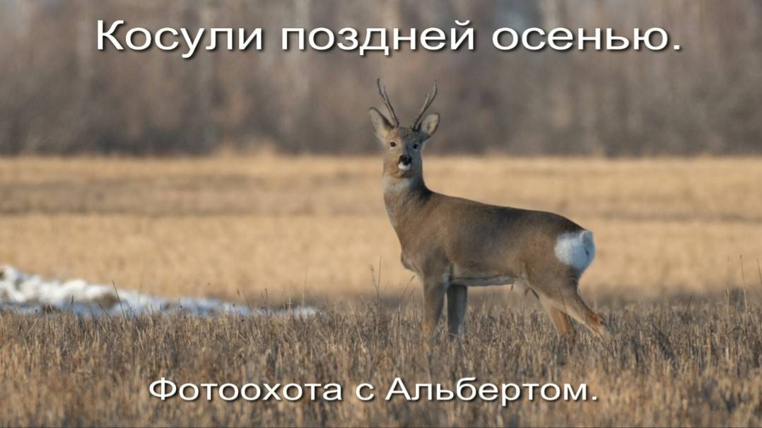 Фотоохота с Альбертом. Косули поздней осенью.