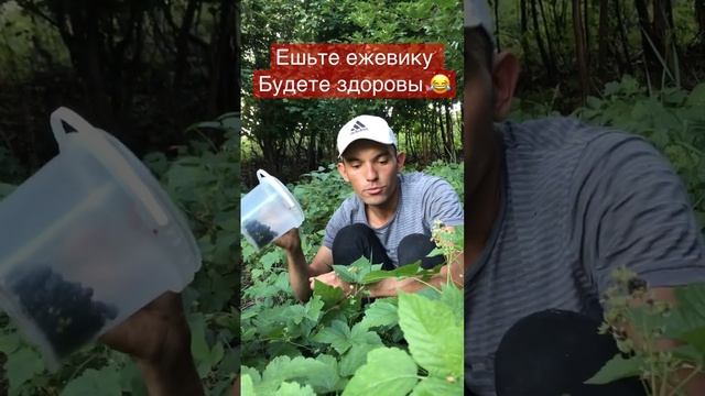 Ежевика смотреть онлайн