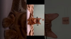 бябя если бы котики ходили в школу