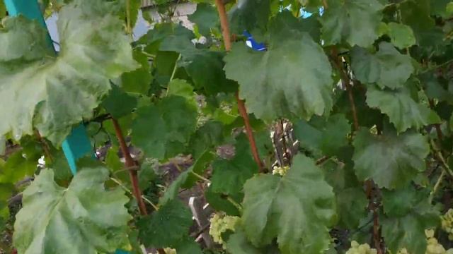 Виноград. Чем обработать .? Когда ягода почти созрела смотреть онлайн