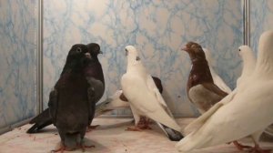 Поющие и смеющиеся Голуби Армении 3