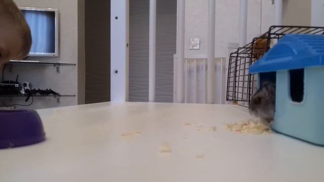 Джунгарский хомячок НИНДЗЯ - 2й день