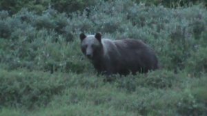 Медведь вышел на охоту.