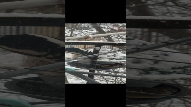 На масло клюнул дятел.