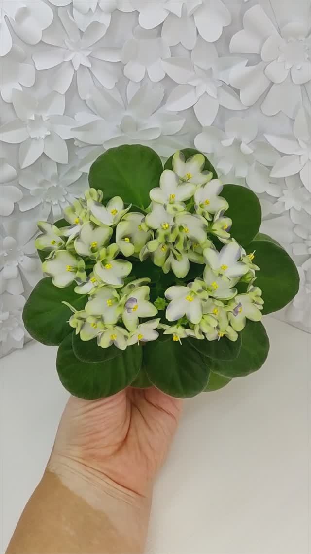 Фиалка химера Марина Цветаева