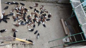 Николаевские голуби в Ялте (Крым) +79787395899