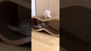 Котята кошки Кайли играют.