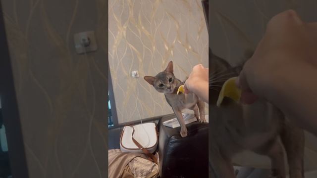 Абиссинская котосемья