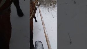 Сделали деревянные сани для лошади,испытание по первому снегу