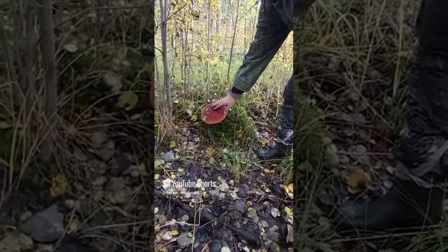грибные места🤔