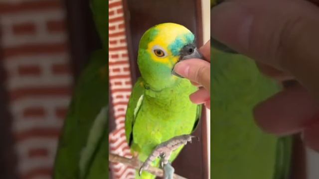 Dona pede e PAPAGAIO da o PÉ para ela 😍🦜 Papagaio verdadeiro Fred смотреть онлайн