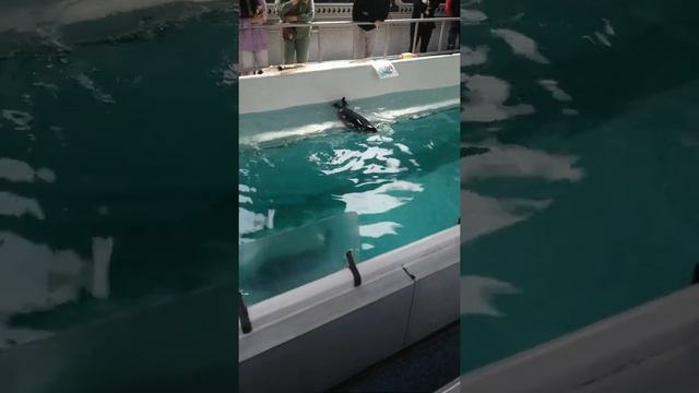 Нерпы Листвянка 4 смотреть онлайн