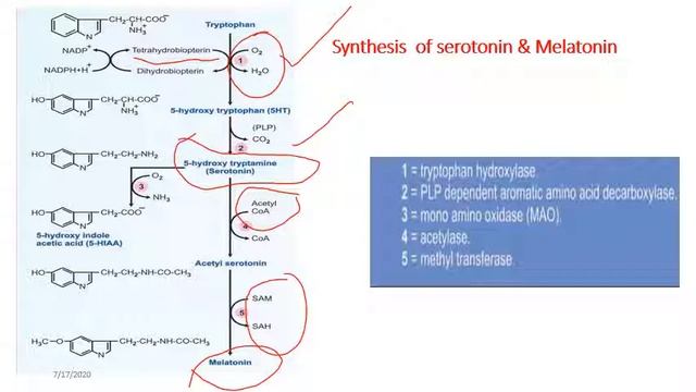 MBBS revision - on Tryptophan metabolism смотреть онлайн