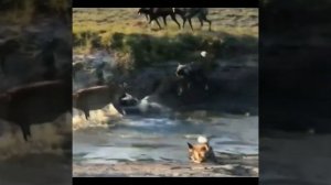 Wild dog and hyena combine to hunt deer #animals #wildanimals #dog